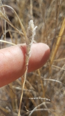 Elionurus barbiculmis