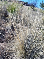 Muhlenbergia emersleyi