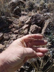 Aristida ternipes ternipes