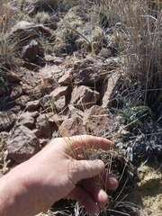 Aristida ternipes ternipes