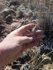 Aristida ternipes ternipes