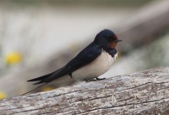 Hirundo rustica
