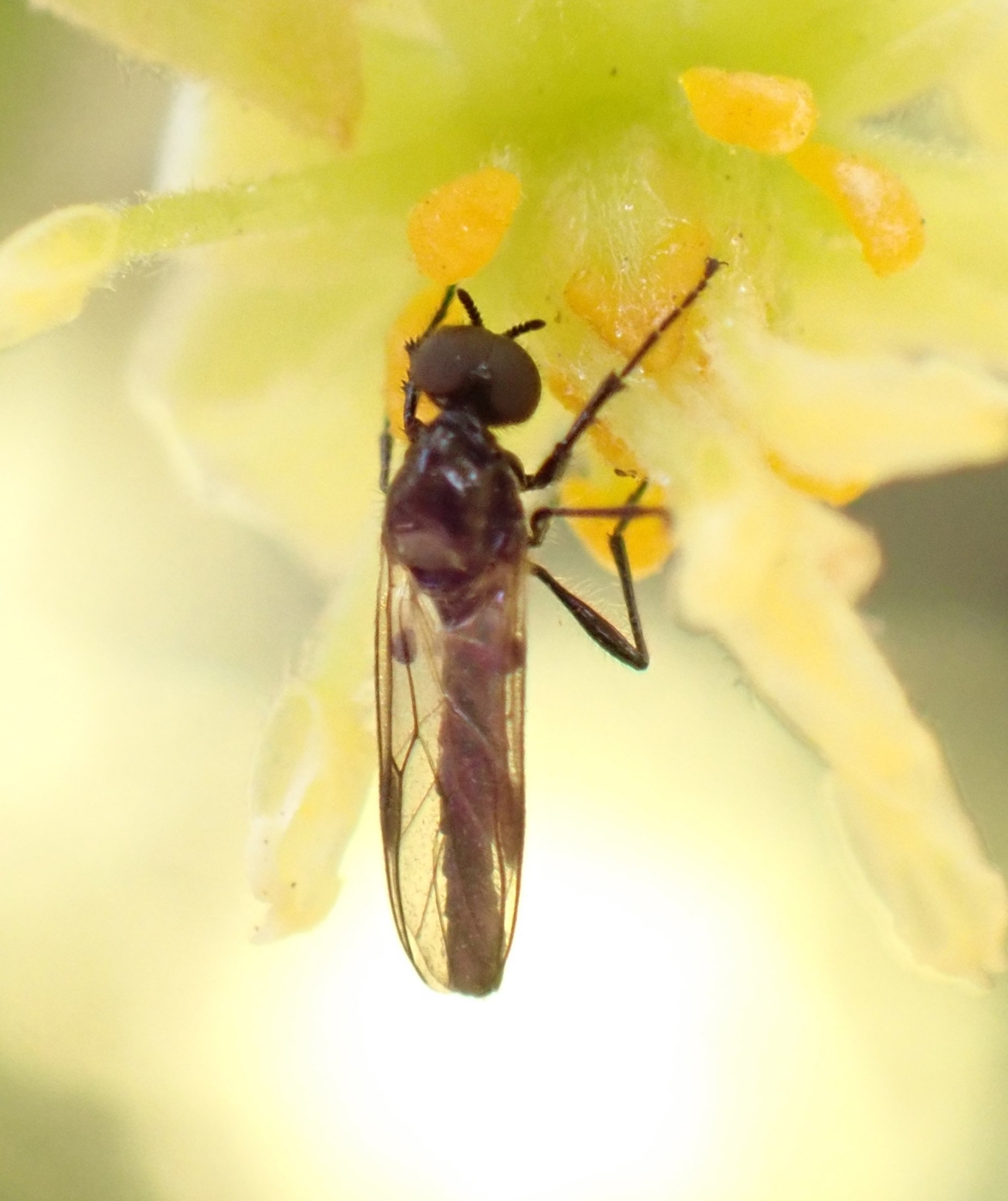 Dilophus beckeri