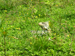 Iguana