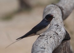 Hirundo rustica