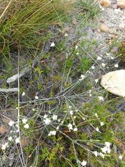 Lachnaea greytonensis