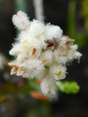 Lachnaea greytonensis