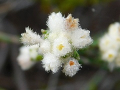 Lachnaea greytonensis