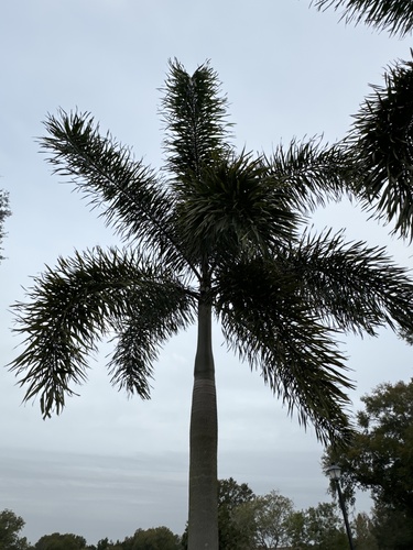 Foto de Palmeira-leque-australiana