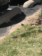 Passer domesticus
