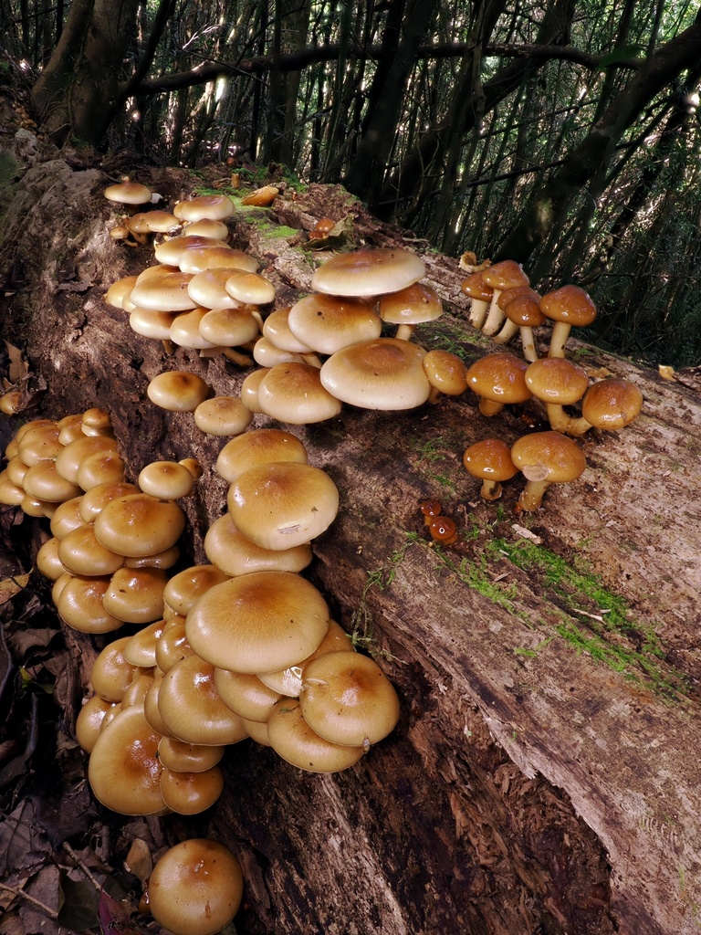 Pholiota microspora
