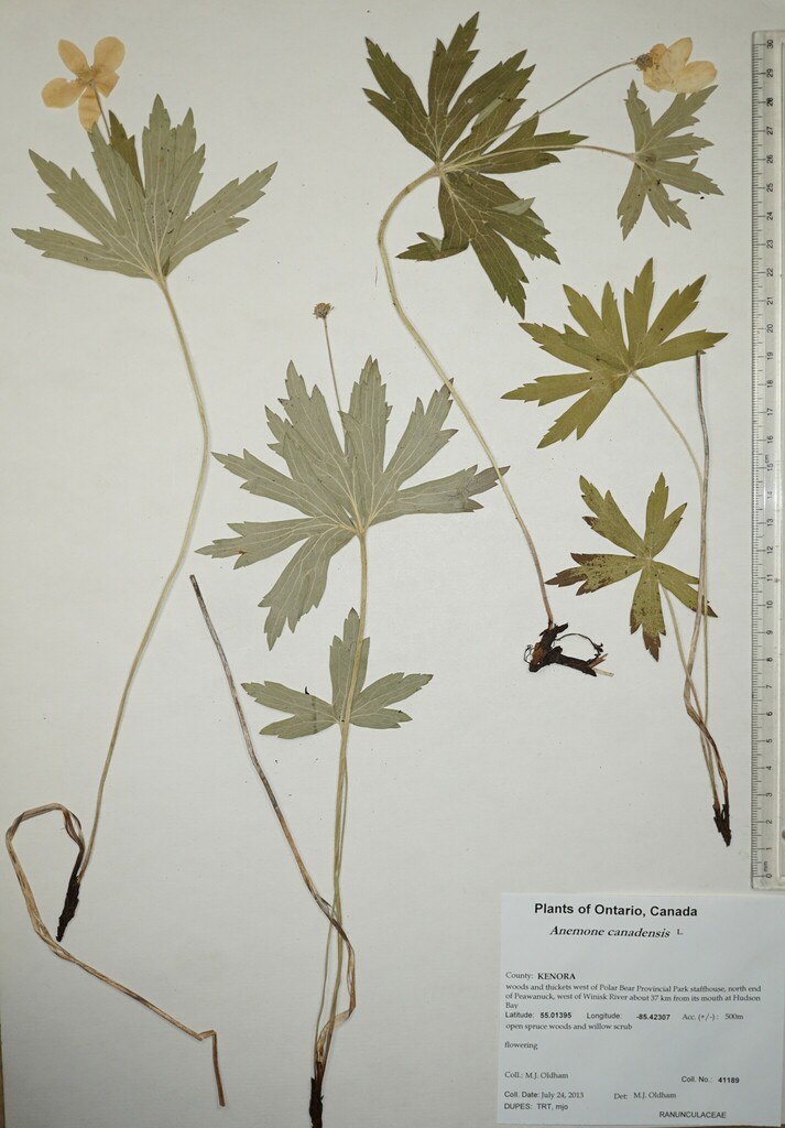 meadow anemone from Canada, Ontario, KENORA County, woods and thickets