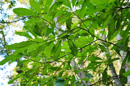 Meliosma rigida iNat (2)
