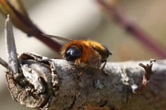 Tachina lurida