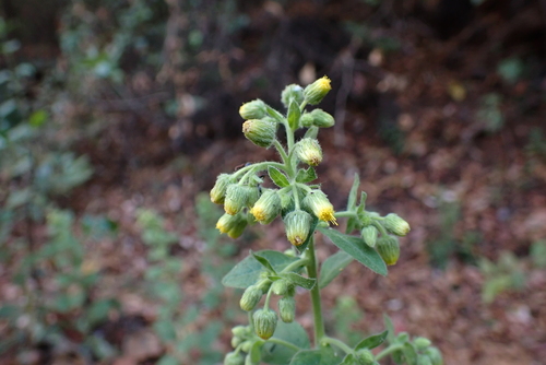 Blumea lacera iNat (3)