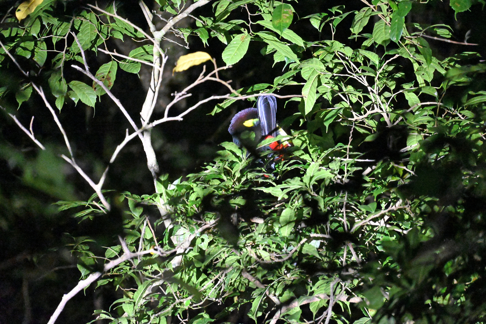 Yellow-eared Toucanet illustration