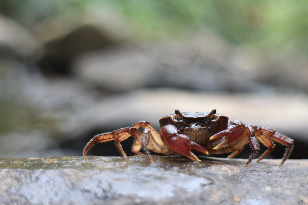 Geothelphusa ferruginea in January 2024 by 羅元甫 · iNaturalist