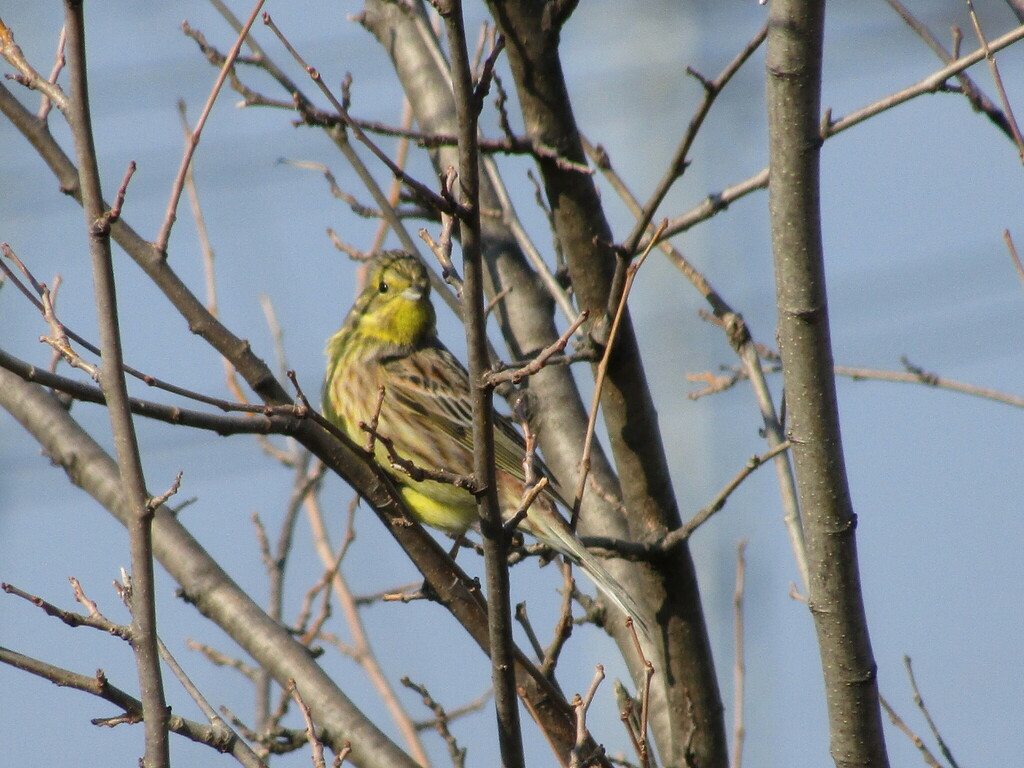 Bruant jaune