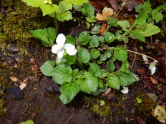 Viola