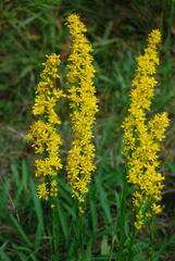 Solidago stricta