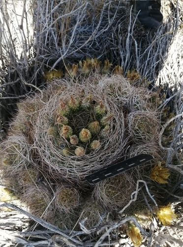 Eriosyce engleri