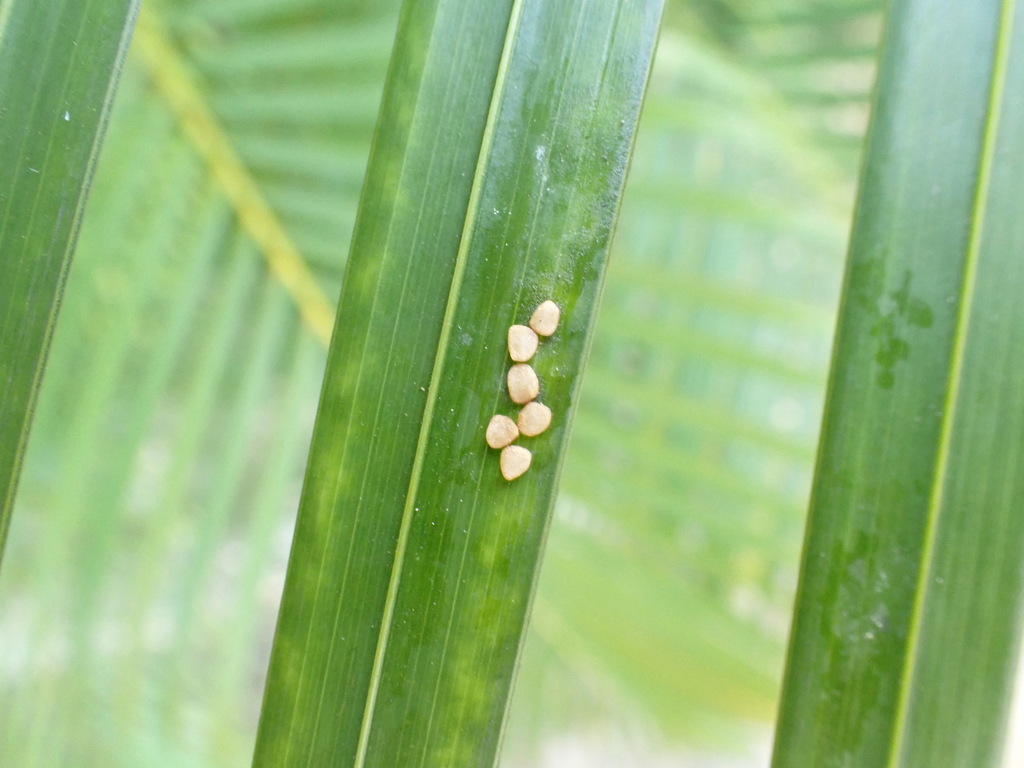 Foto de Areca-bambu