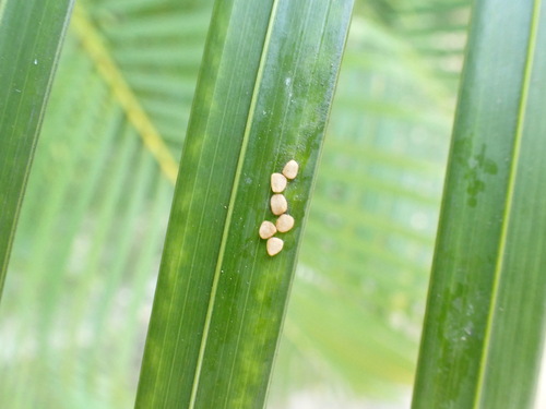 Areca-bambu