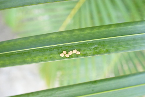 Foto de Areca-bambu