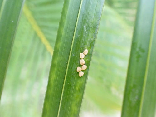 Foto de Areca-bambu