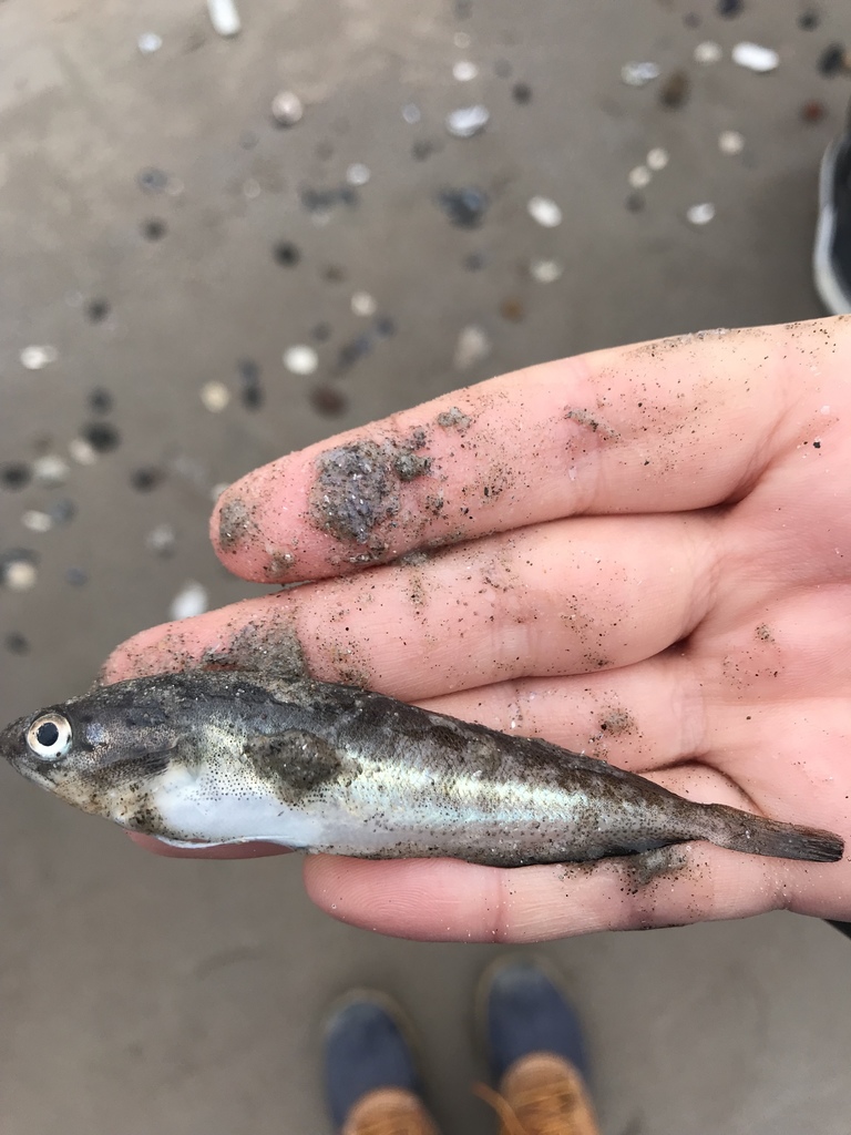 Spotted Hake from Coney Island Beach & Boardwalk, New York, NY, US on
