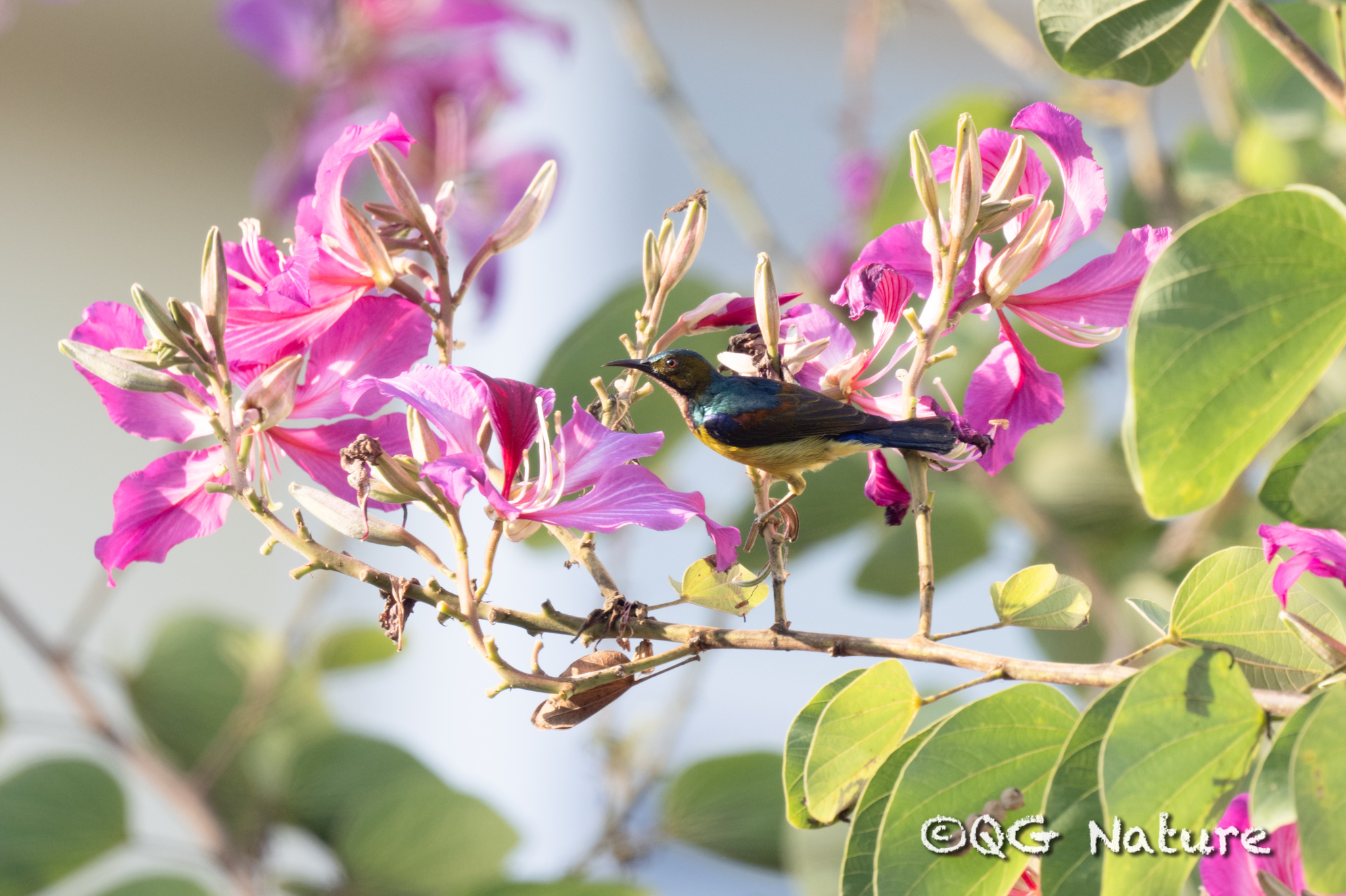 Brown-throated Sunbird