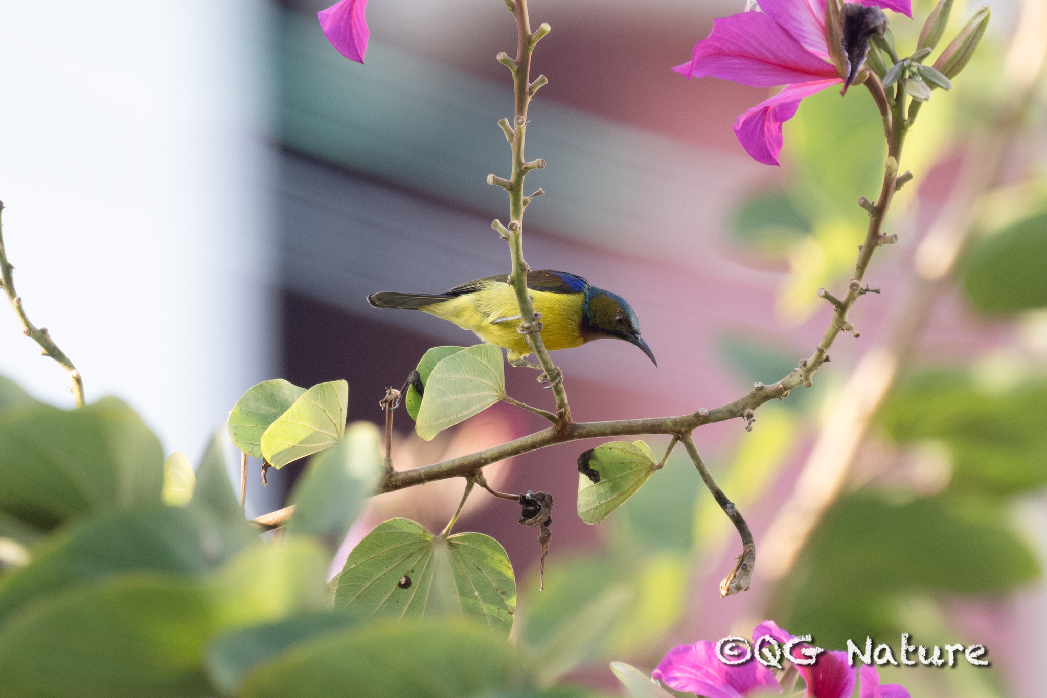Brown-throated Sunbird