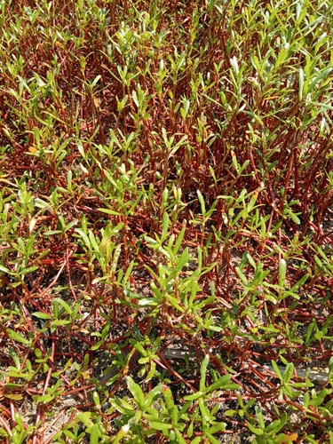 Image of Blutaparon vermiculare by no rights reserved