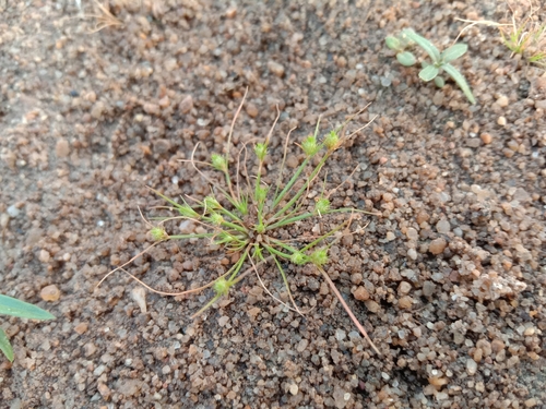 Fimbristylis dipsacea, 2024-01-13