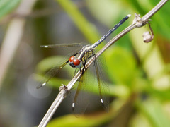 Hemistigma albipunctum