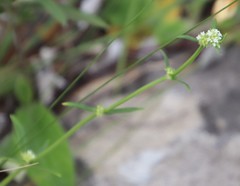 Spermacoce natalensis