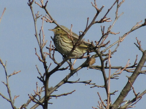 Bisbita pratense (Anthus pratensis)