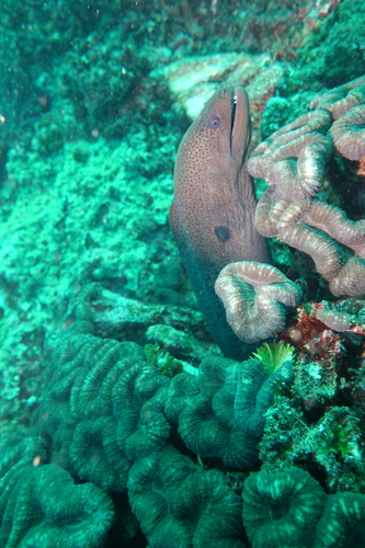 Giant Moray