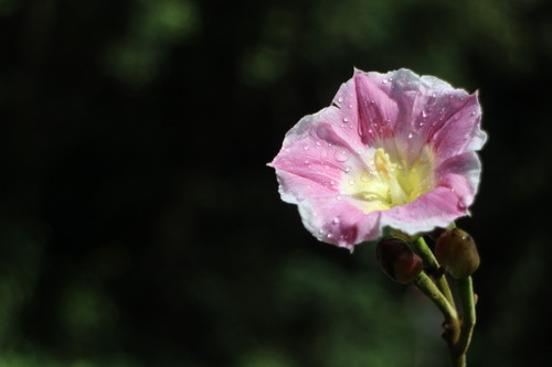 Merremia similis