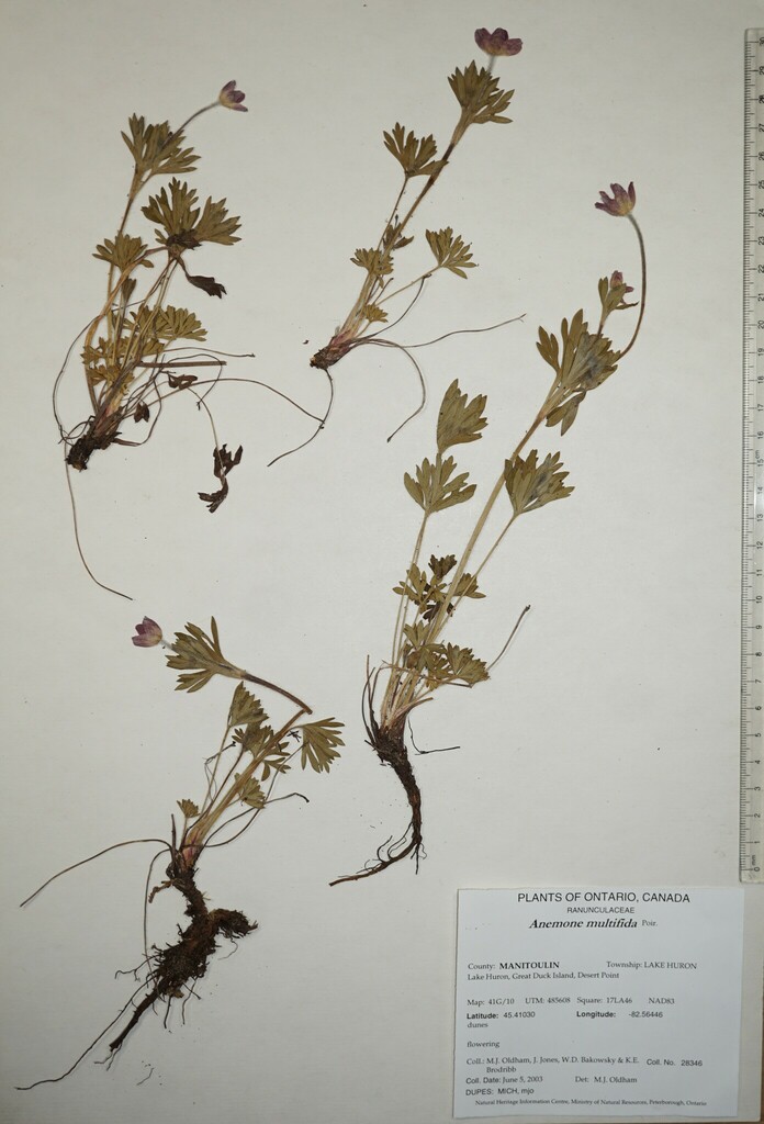 Cutleaf Anemone from Canada, Ontario, MANITOULIN County, Lake Huron ...