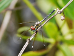 Hemistigma albipunctum