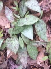 Erythronium americanum
