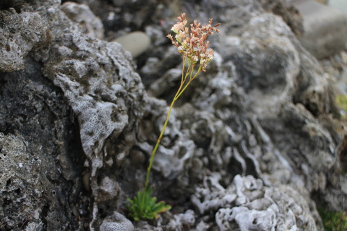 Limonium wrightii iNat (1)