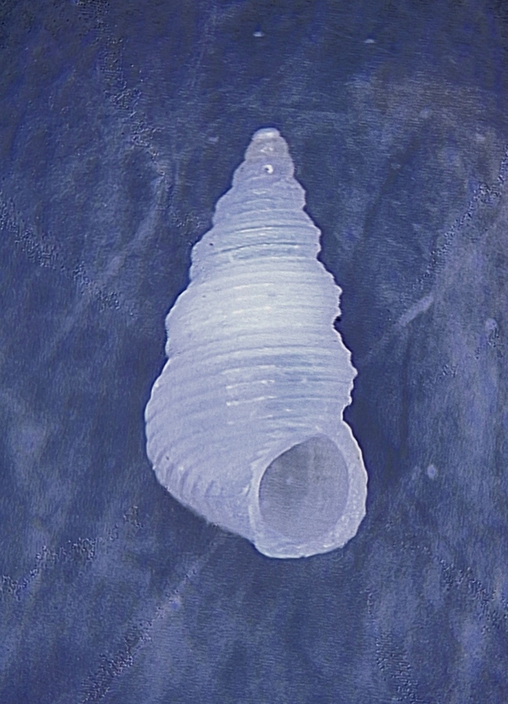 Dubious Cerith (Gastropods of the United States Pt.3) · iNaturalist