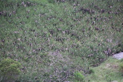 Leucadendron pondoense