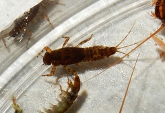 Ephemerella invaria