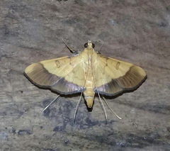 Desmia flavalis