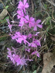 Phlox nivalis