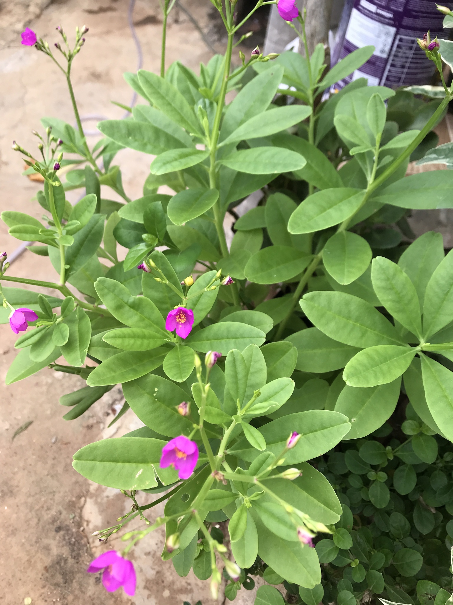 Imagem de Bredo-de-jardim