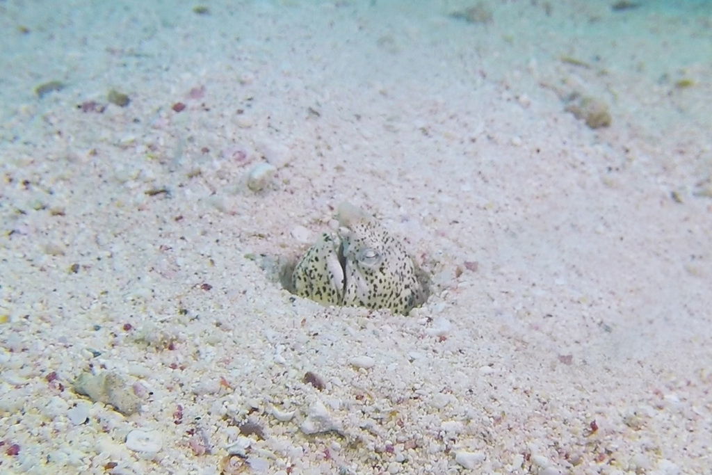 Marbled snake eel